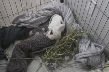 Litter box fir e. Cuniculi recovery