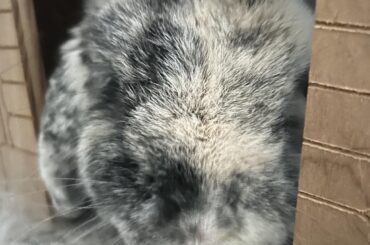 Rehoming post:(