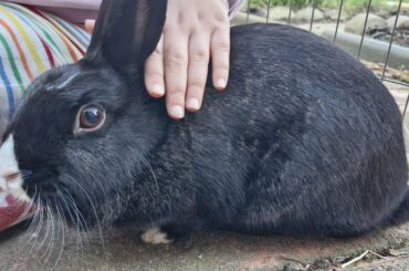 What does it mean when my rabbit constantly licks/grooms us?