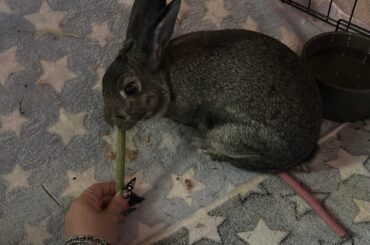 ⭐️ Hey! Which breed is my new adopted bun? ⭐️