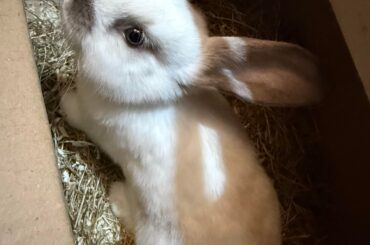 Breed help please