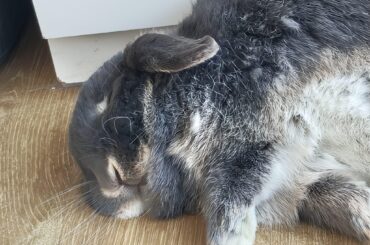 The little prince all tuckered out