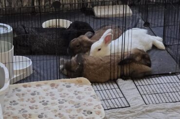After dinner nap