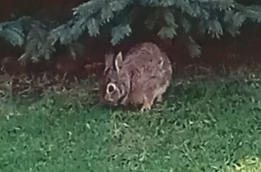 A Rabbit Around East London One Day After Easter.