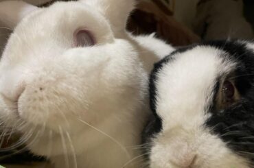 Bessie and Bentley