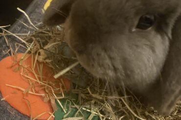 My bunny doesn’t use toilet at night