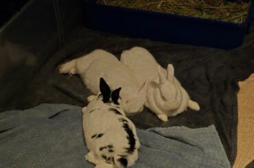 My cute little buns