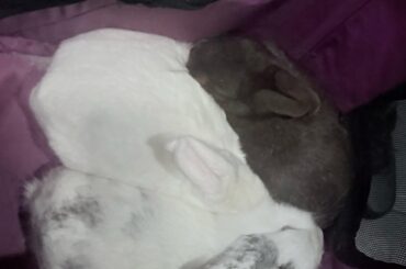 Out for a walk snuggles