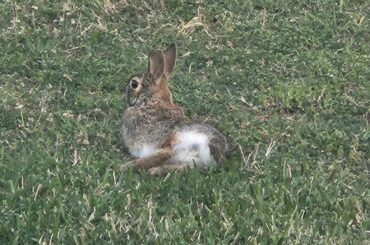 Cute and funny rabbits in my backyard