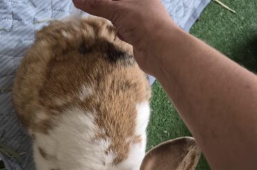 Its scraggly season! Toasty hates being defloofed.