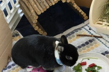 Update on Sesame (TW: amputation)