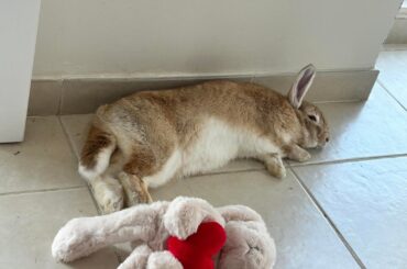 How do I get my rabbit to stop viewing me as a food machine??