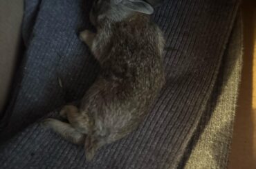 Found injured bunny
