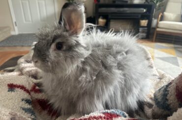 Hoppy Easter!