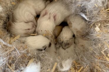 My rabbit had babies!!