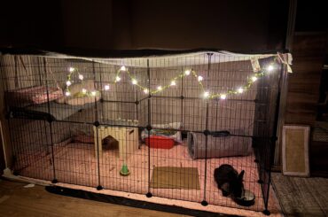 Bunny Enclosure Update