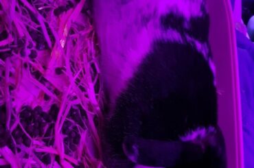 anyone else's bunny using their litter as a bed? 😅