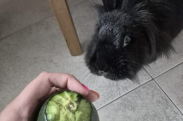 Caught her eating avocado peel 🤦🏻‍♀️