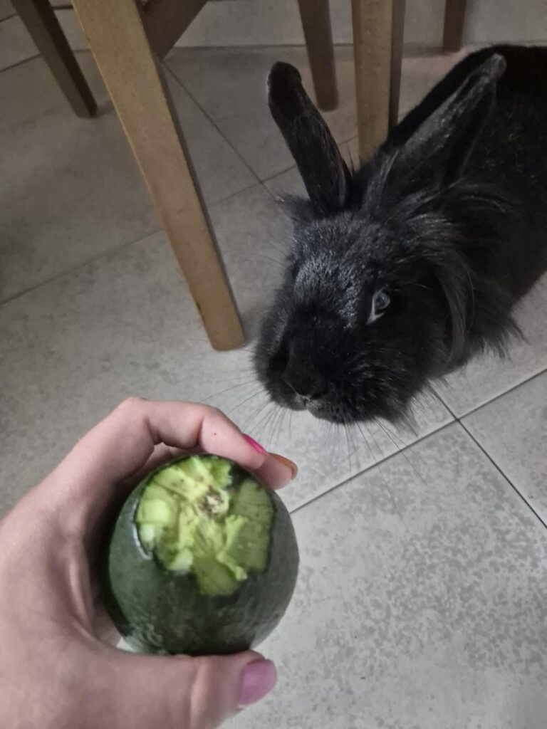 Caught her eating avocado peel 🤦🏻‍♀️