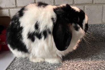 👀 side eye bun