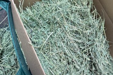 Good Hay vs Bad Hay