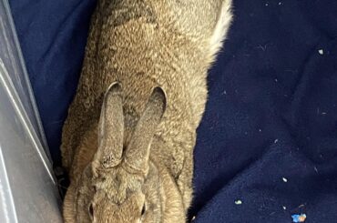 Post spay question- conflicting advice