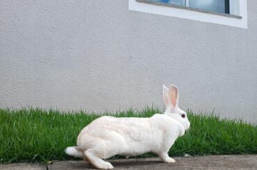 My rabbit's favorite hobby: eating the grass in front of the house
