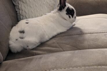 Bandit loves his couch time