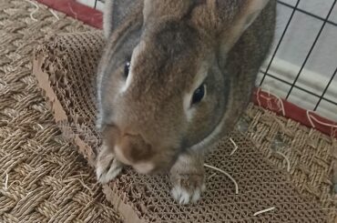 My rabbit