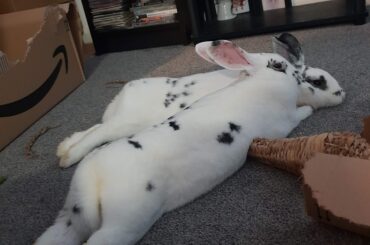 Just how gorgeous they are 🐇🐰🐾🍒🥬