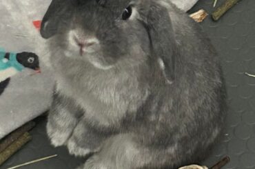 New to bunnies n want some tips