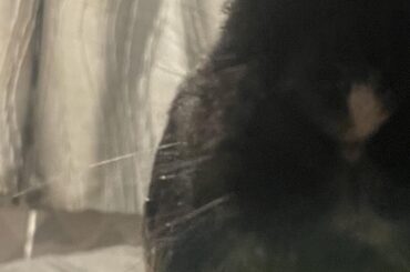hey u got nanners???