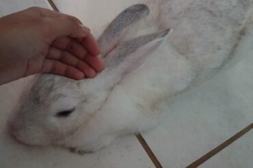 In these moments of simple affection, I forget that this bunny is the incarnation of the god of chaos