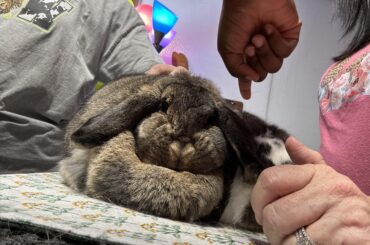 Our biggest fluff ball