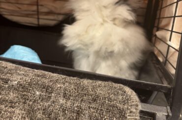 Teddys way to groom himself 🤣