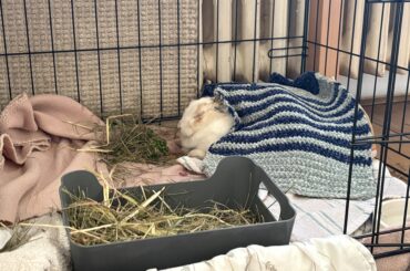 bunny not eating after surgery