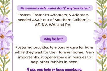 Fosters, foster to adopters, & adopters needed in SoCal, AZ, NV, WA, and PA