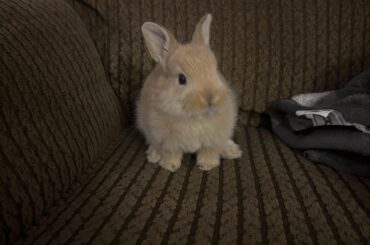 Can someone tell me what type of bunny this is?