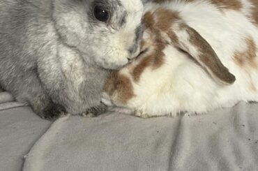 Lost our sweet little Gertie