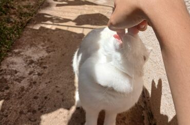 She chewed through my printer cable, and she thinks I'll forgive her if she gives me kisses (She think right, my heart is too weak for her)