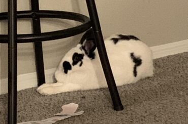 Onion laying with her feet the LOOOONNG WAAY