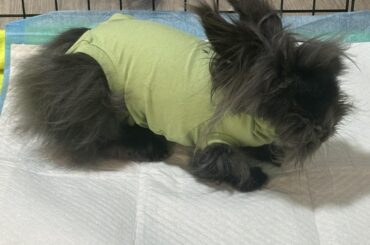 The surgery onesie of shame