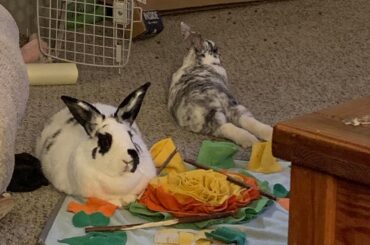 Any pet sitters in Nashville TN