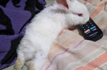 Baby bunny questions