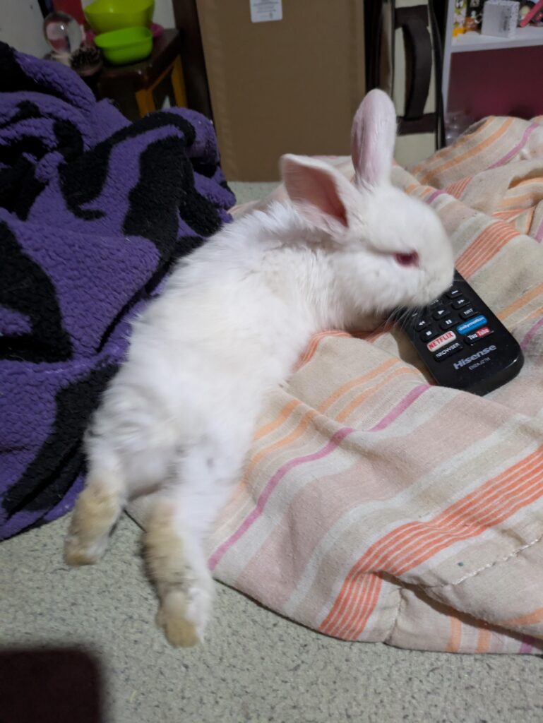 Baby bunny questions