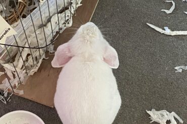 Marshmallow