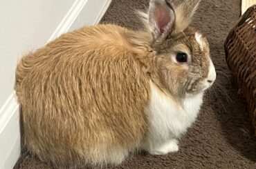 What breed is my bunny?