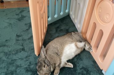 Peanut’s post flop nap