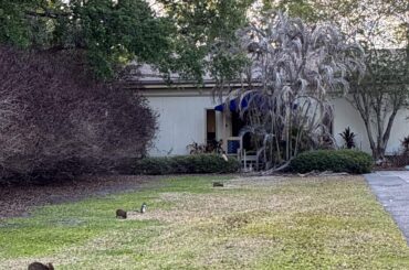 A fluffle of Rabbits I saw at work!