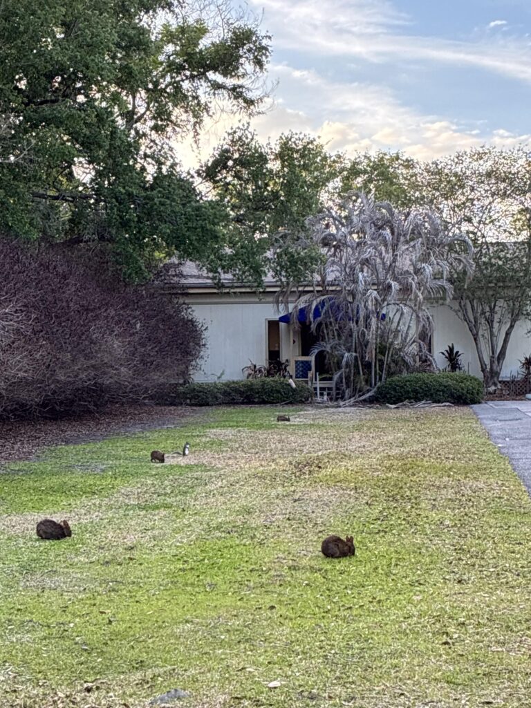 A fluffle of Rabbits I saw at work!